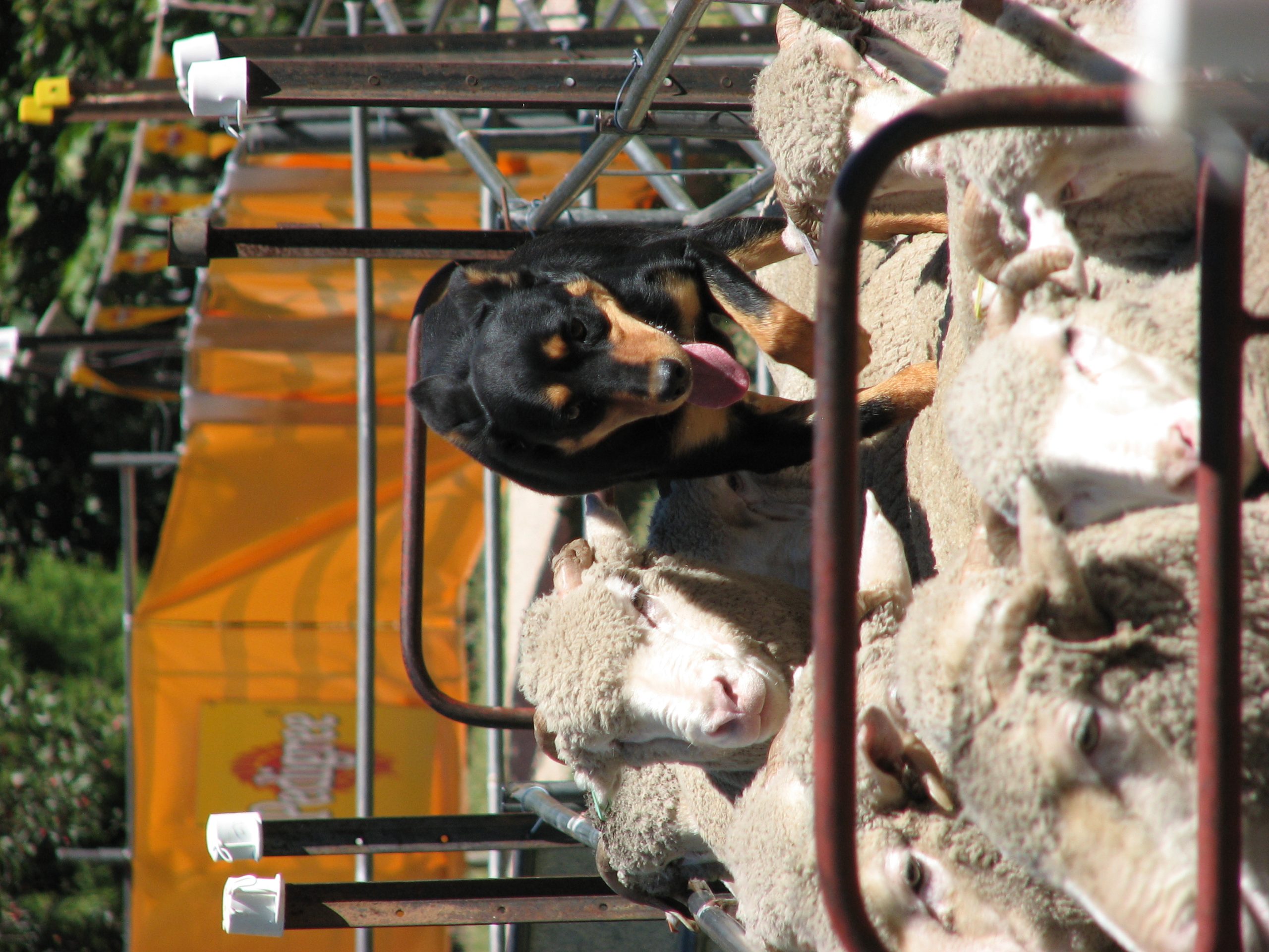 Կենդանիների օրը և այլ նշանակալի իրադարձություններ