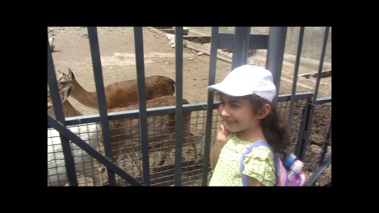 Տոկիոյի կենդանաբանական այգում գայլի փախուստը հանգեցրեց այցելուների տարհանման